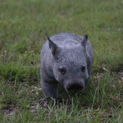 Hobo, a northern hairy-nosed wombat rescued by Tina Janssen of Australian Animals Care and Education Sanctuary